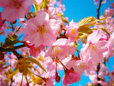 Detail Cara Membuat Bunga Sakura Yg Mudah Nomer 30