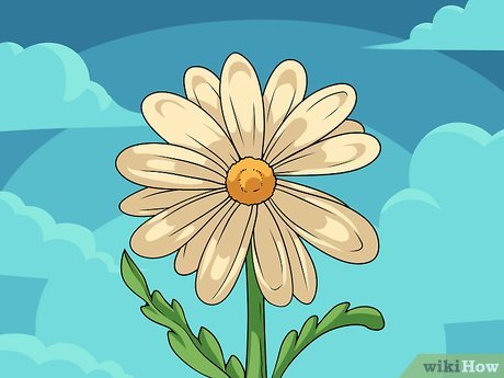Detail Cara Membuat Gambar Bunga Aster Nomer 16