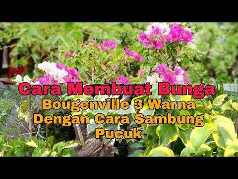 Detail Cara Membuat Gambar Bunga Bugenvil Nomer 47