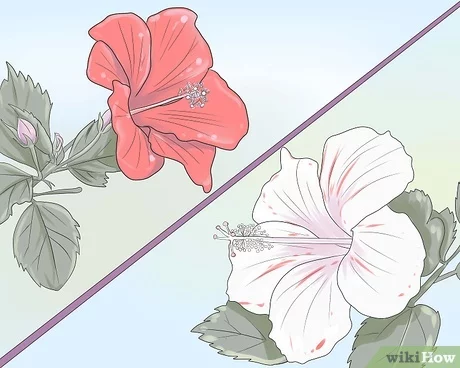 Detail Cara Membuat Gambar Bunga Kembang Sepatu Nomer 8