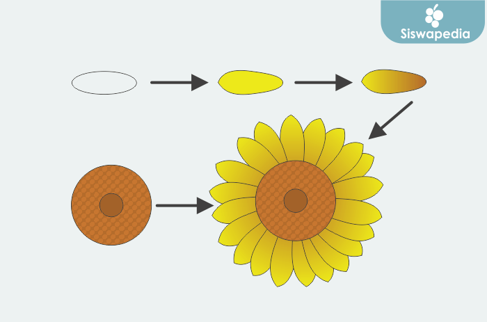 Detail Cara Membuat Gambar Bunga Matahari Nomer 22