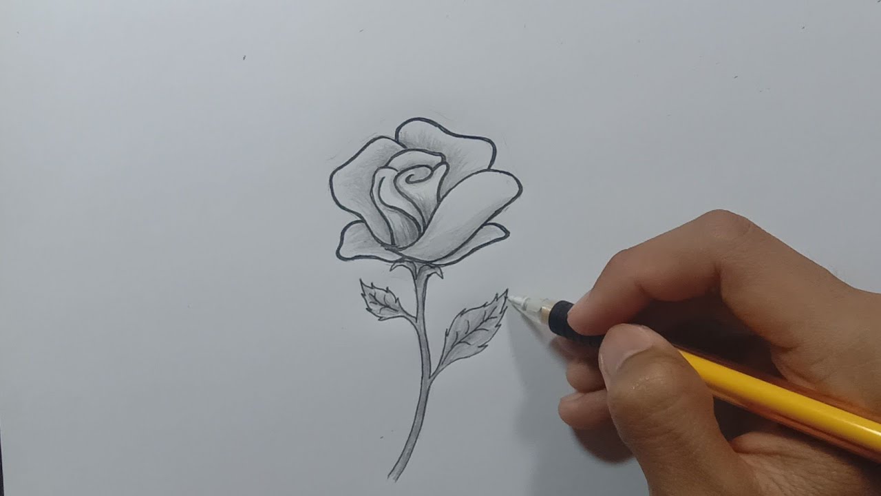 Detail Cara Membuat Gambar Bunga Mawar Dengan Mudah Nomer 3