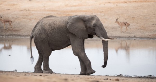 Detail Cara Membuat Gambar Gajah Koleksi Nomer 47