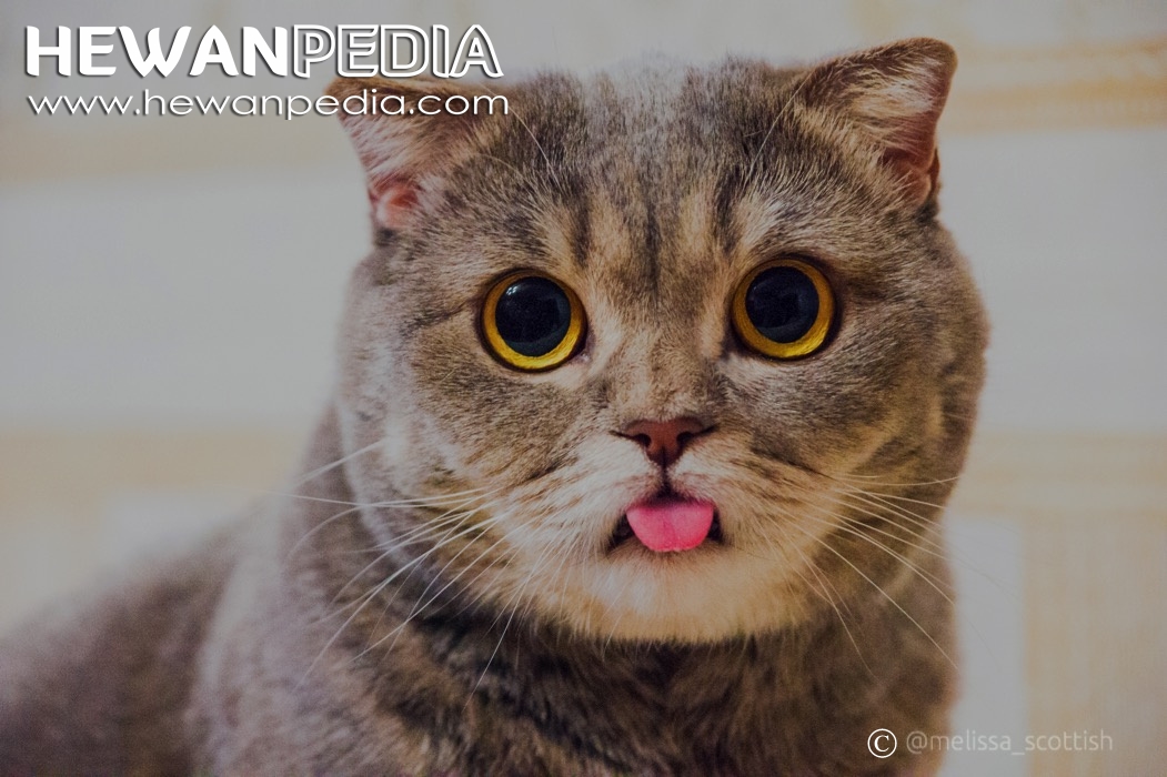 Detail Cara Membuat Gambar Kucing Lucu Nomer 26