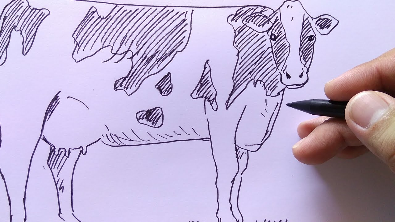 Detail Cara Membuat Gambar Sapi Nomer 7