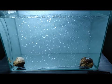 Detail Cara Membuat Gelembung Udara Aquarium Sederhana Nomer 4