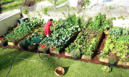 Detail Cara Membuat Kebun Di Belakang Rumah Nomer 15