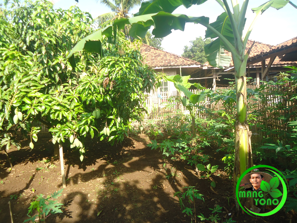 Detail Cara Membuat Kebun Di Belakang Rumah Nomer 47