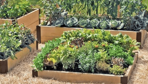 Detail Cara Membuat Kebun Di Halaman Rumah Nomer 16