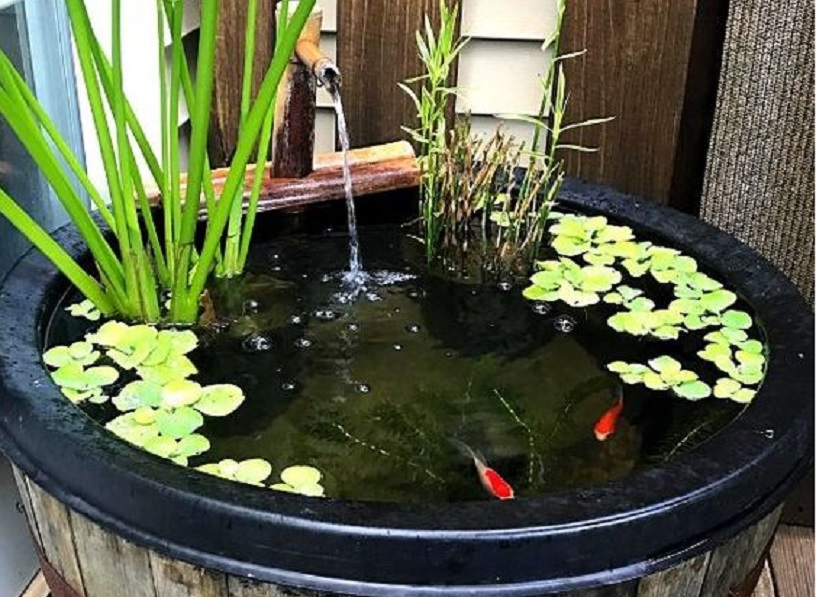 Detail Cara Membuat Kolam Ikan Mini Depan Rumah Nomer 10