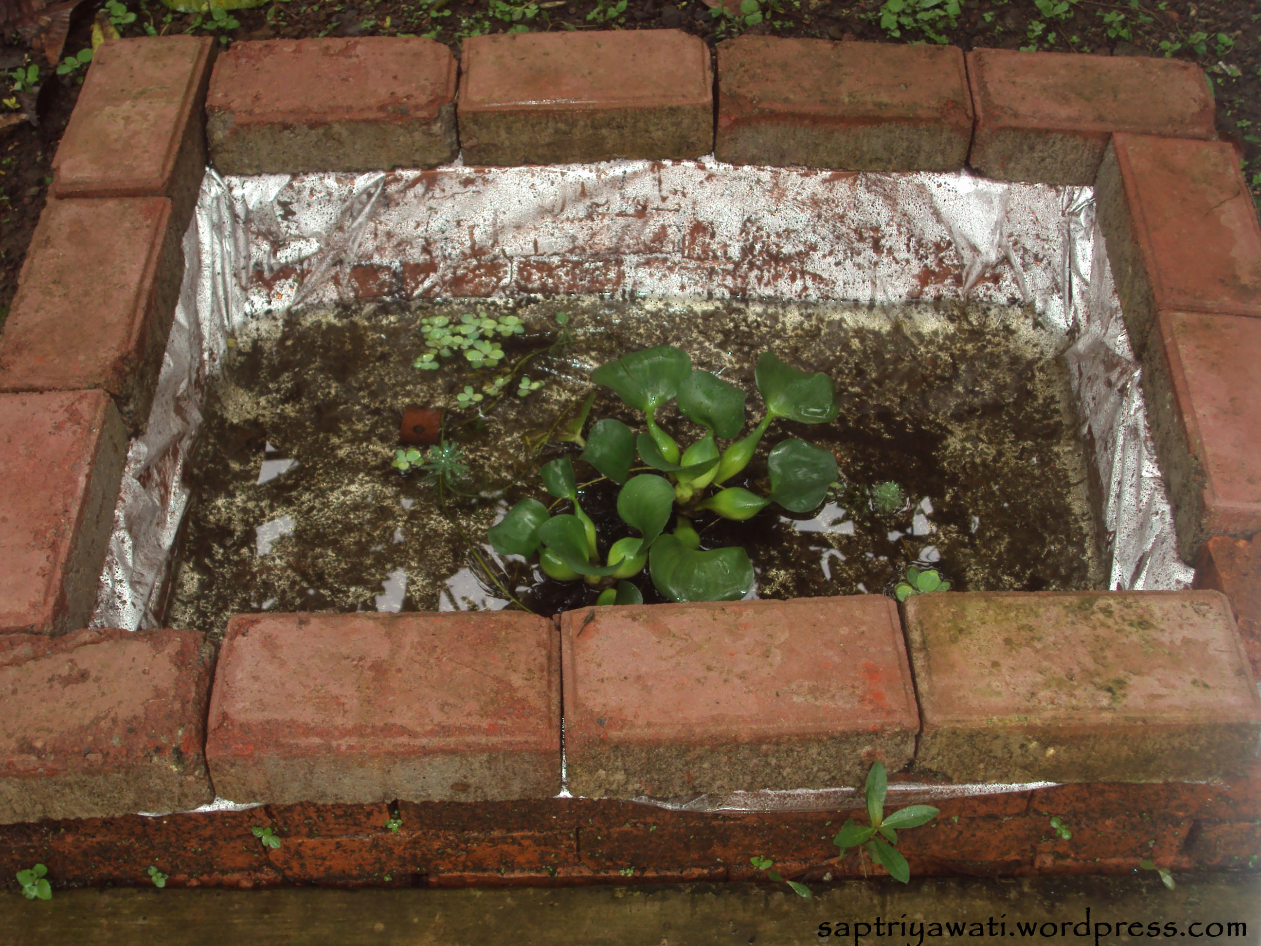 Detail Cara Membuat Kolam Ikan Mini Depan Rumah Nomer 21