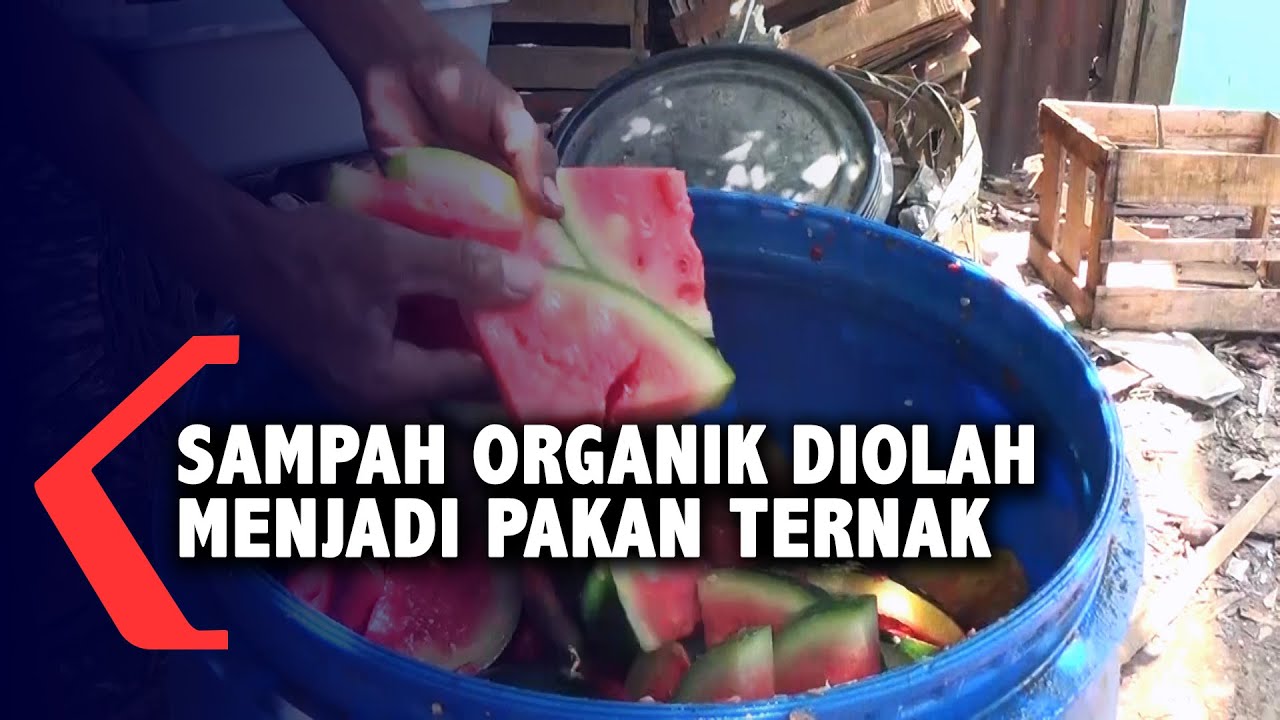 Detail Cara Membuat Pakan Ayam Fermentasi Dari Limbah Rumah Tangga Nomer 7