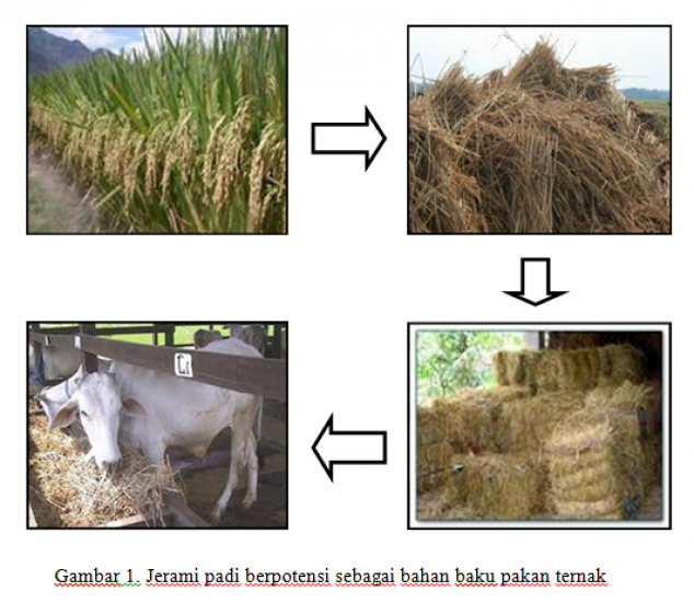 Detail Cara Membuat Pakan Ayam Fermentasi Dari Limbah Rumah Tangga Nomer 19