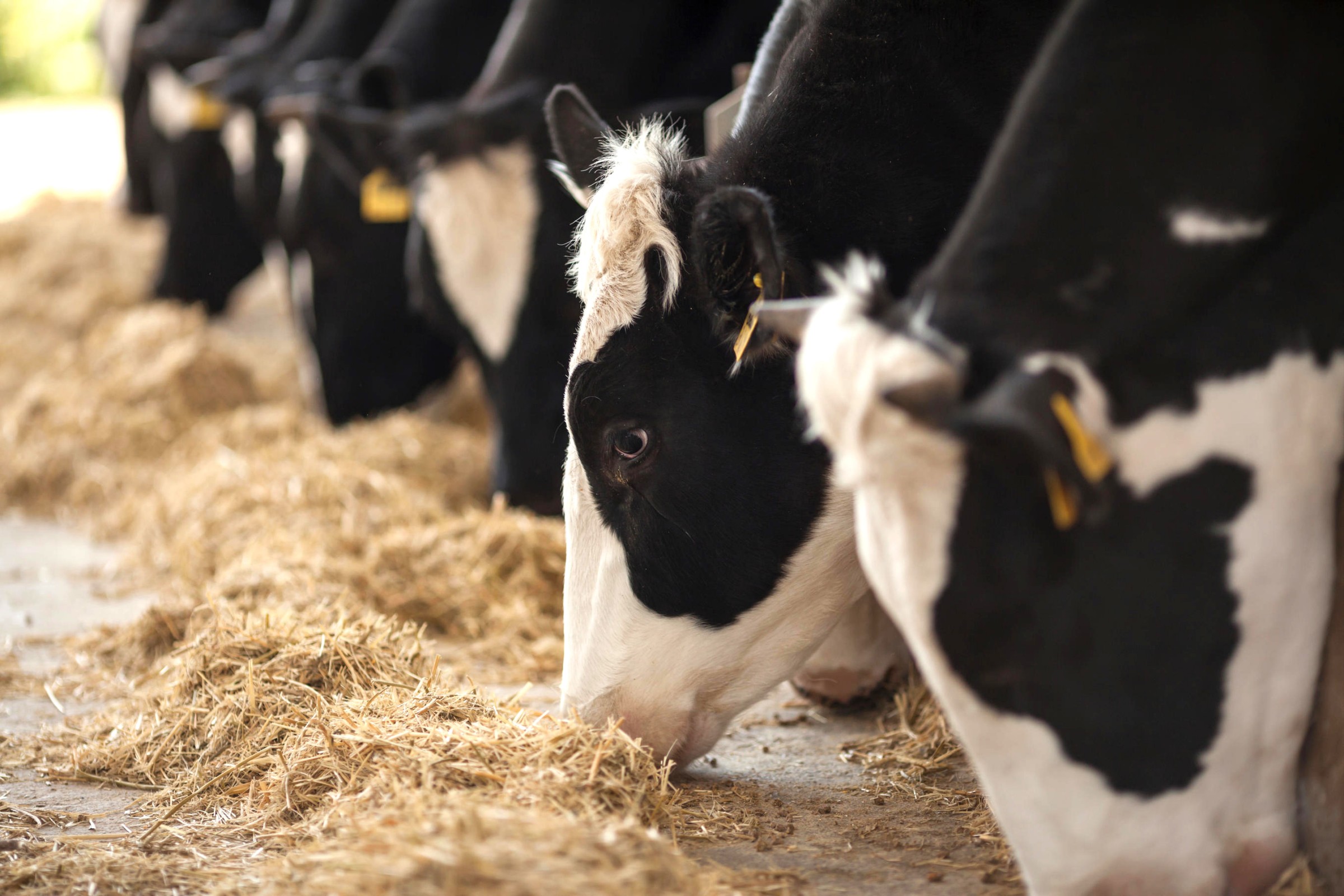 Detail Cara Membuat Pakan Ayam Fermentasi Dari Limbah Rumah Tangga Nomer 20