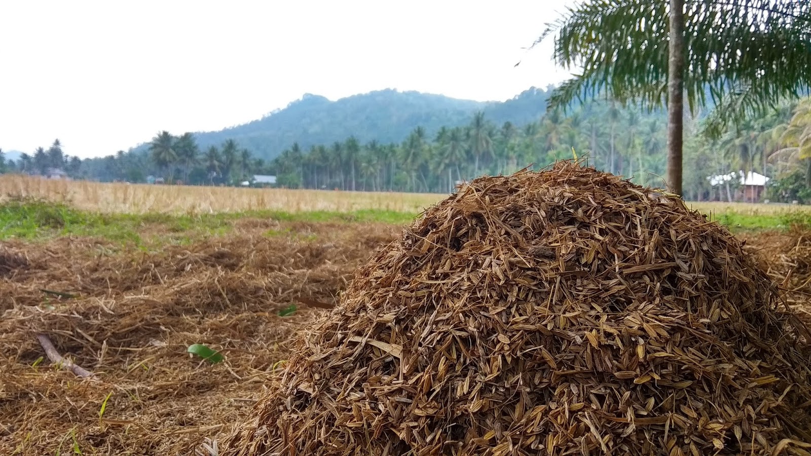 Detail Cara Membuat Pakan Ayam Fermentasi Dari Limbah Rumah Tangga Nomer 39