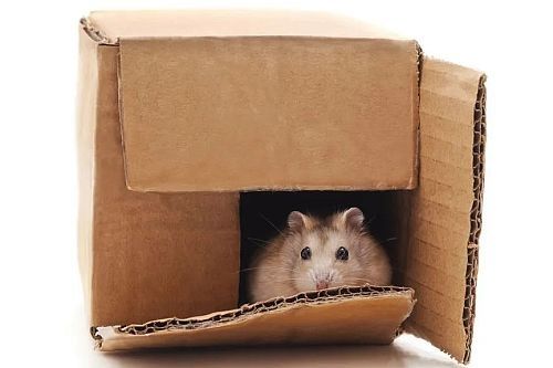 Detail Cara Membuat Rumah Hamster Dari Kardus Nomer 14