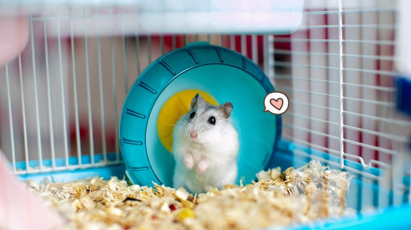 Detail Cara Membuat Rumah Hamster Dari Kardus Nomer 16