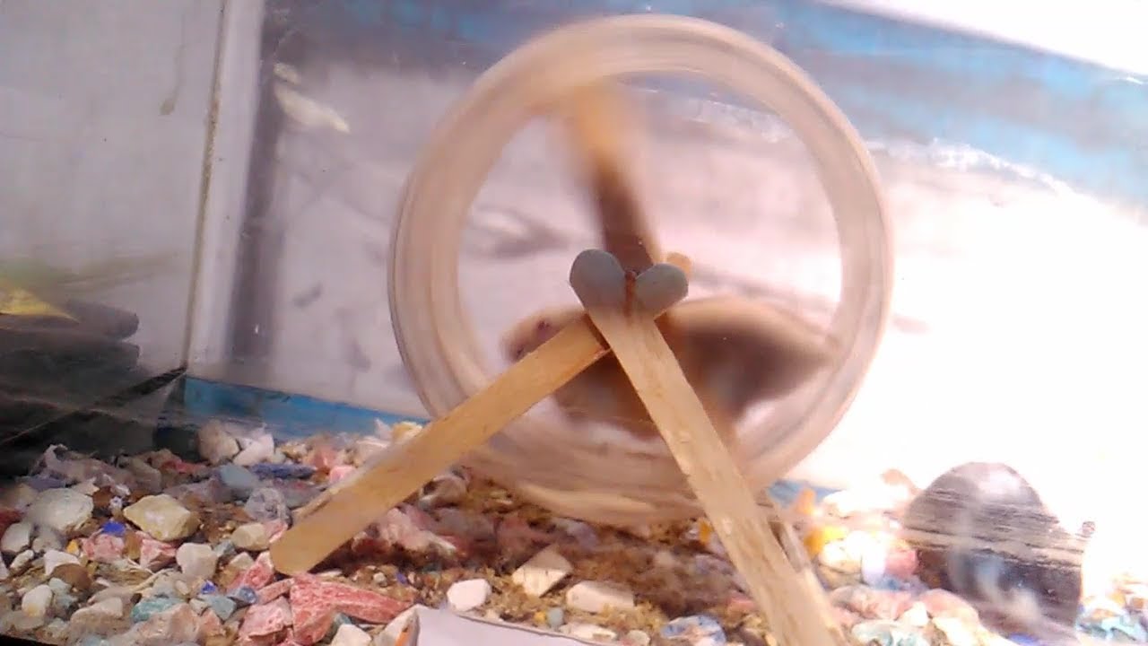 Detail Cara Membuat Rumah Hamster Dari Kardus Nomer 5