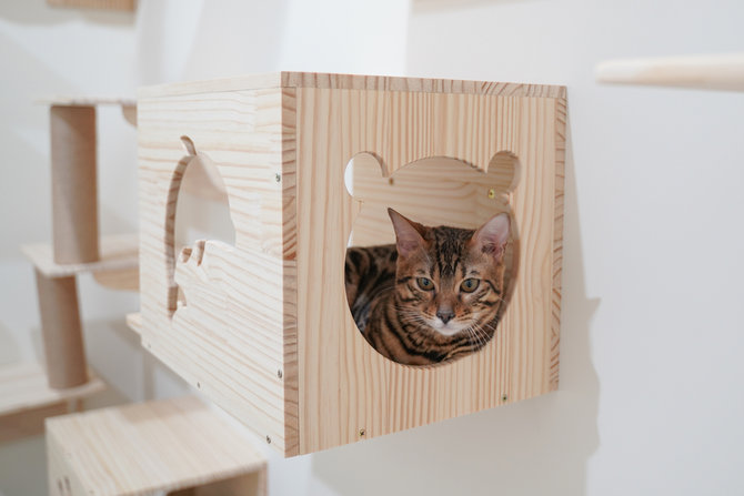 Detail Cara Membuat Rumah Kucing Nomer 47