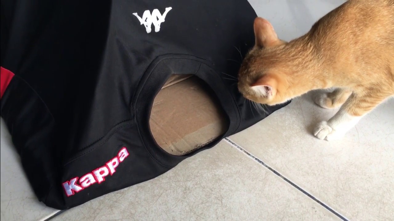 Detail Cara Membuat Rumah Kucing Dari Baju Bekas Nomer 2