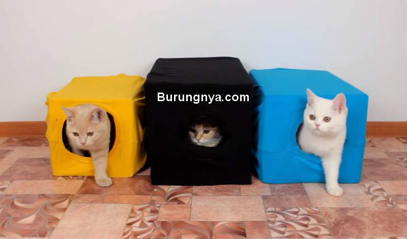 Detail Cara Membuat Rumah Kucing Dari Baju Bekas Nomer 3