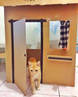 Detail Cara Membuat Rumah Kucing Dari Kardus Tingkat Nomer 36