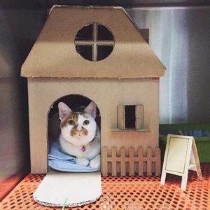 Detail Cara Membuat Rumah Kucing Dari Kardus Tingkat Nomer 40
