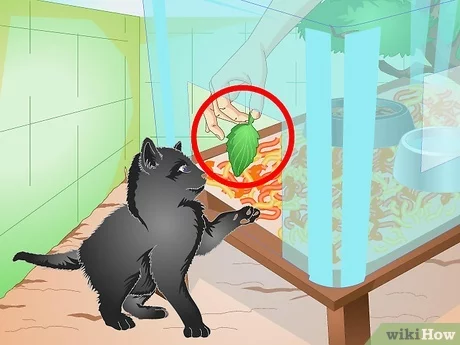 Detail Cara Membuat Rumah Kucing Dari Kardus Tingkat Nomer 42
