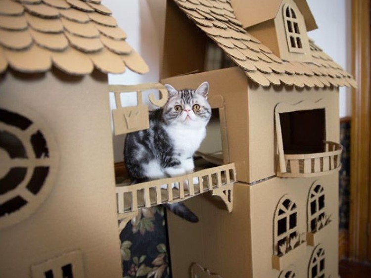 Detail Cara Membuat Rumah Mainan Kucing Dari Kardus Nomer 13