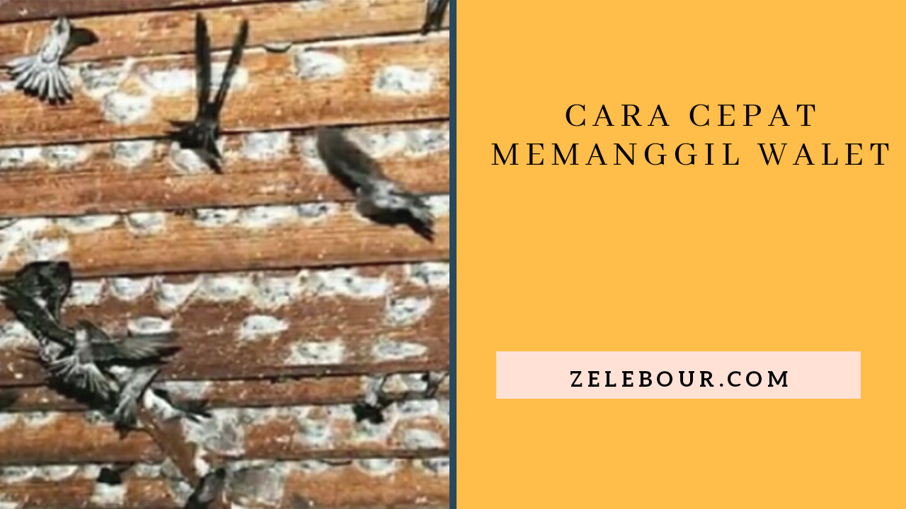 Detail Cara Membuat Sarang Walet Di Rumah Nomer 45