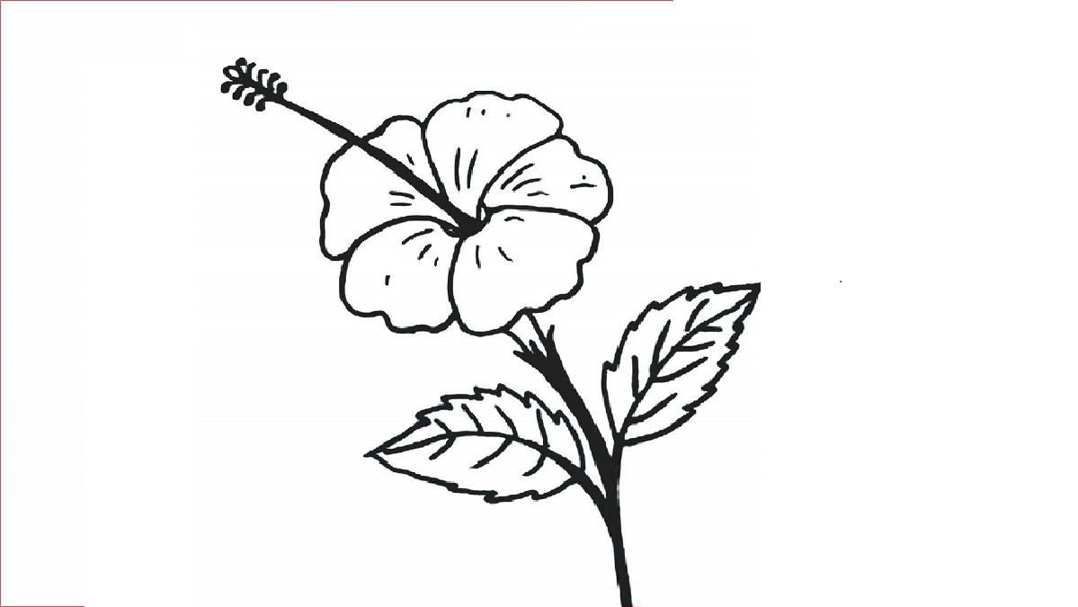Detail Cara Membuat Sketsa Bunga Mudah Nomer 56