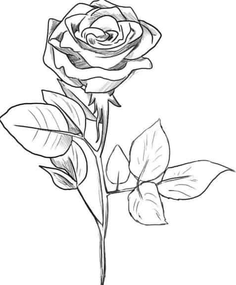 Detail Cara Membuat Sketsa Gambar Bunga Mawar Nomer 22