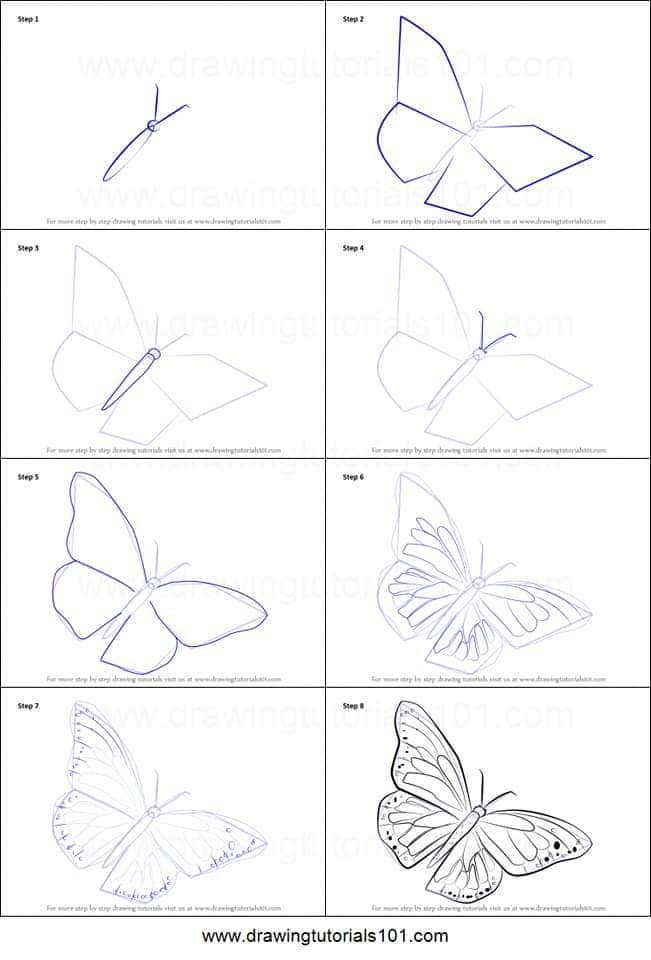 Detail Cara Membuat Sketsa Kupu Kupu Nomer 14