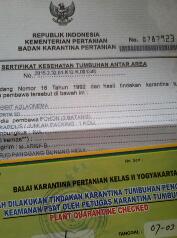 Detail Cara Membuat Surat Karantina Nomer 11