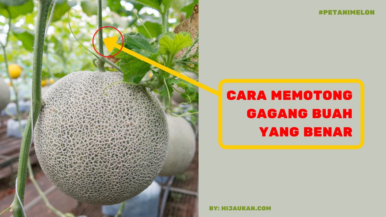 Detail Cara Memotong Melon Nomer 20