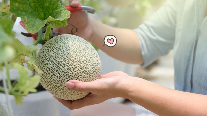 Detail Cara Memotong Melon Nomer 48