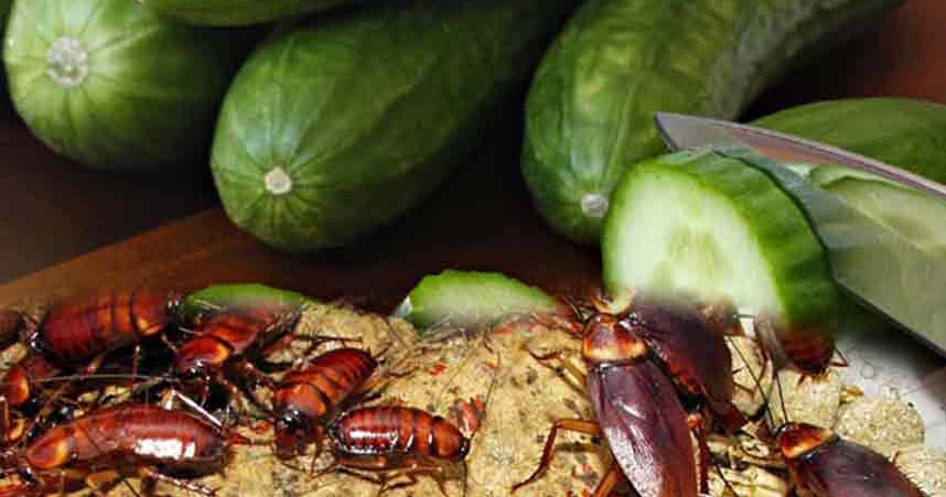 Detail Cara Memusnahkan Kecoa Di Rumah Nomer 10