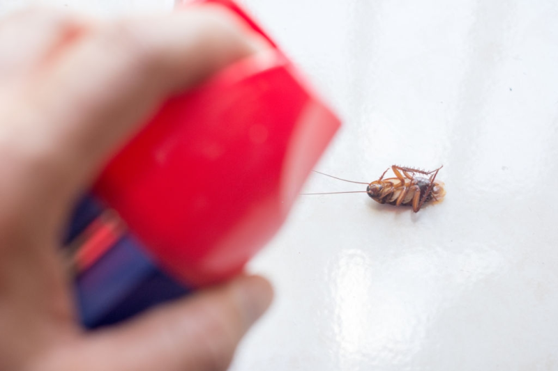 Detail Cara Memusnahkan Kecoa Di Rumah Nomer 11