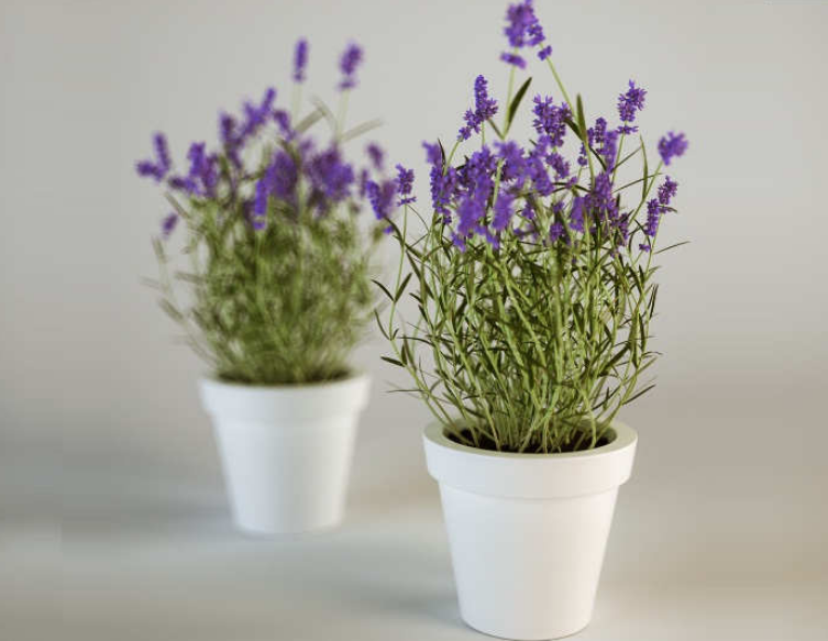 Detail Cara Menanam Lavender Di Dalam Rumah Nomer 12