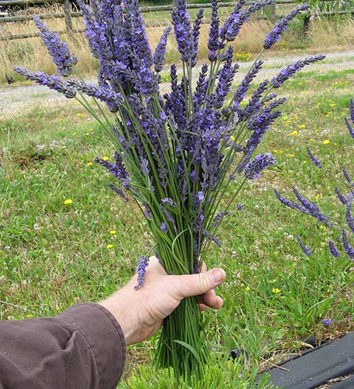 Detail Cara Menanam Lavender Di Dalam Rumah Nomer 17