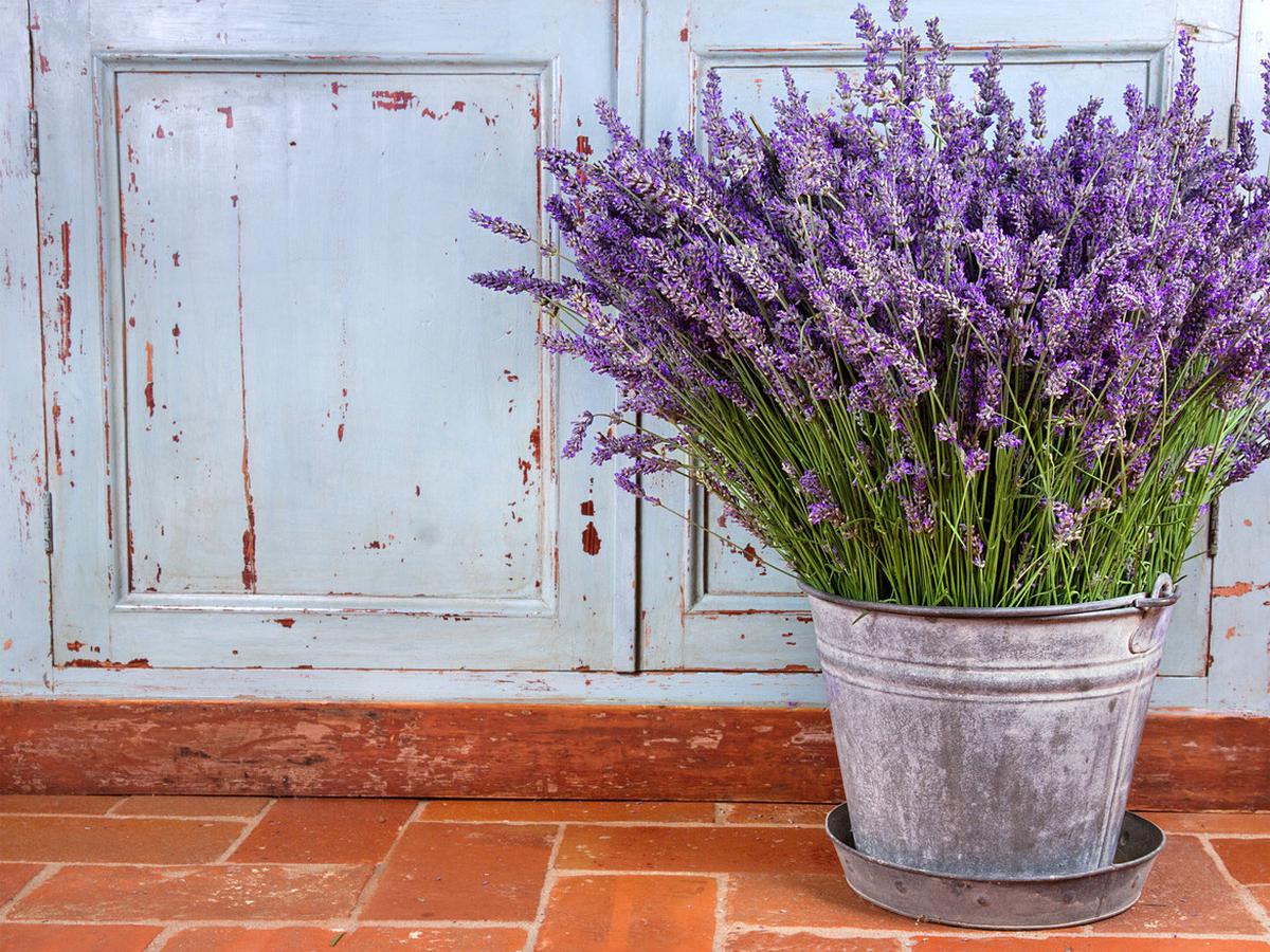 Detail Cara Menanam Lavender Di Dalam Rumah Nomer 3