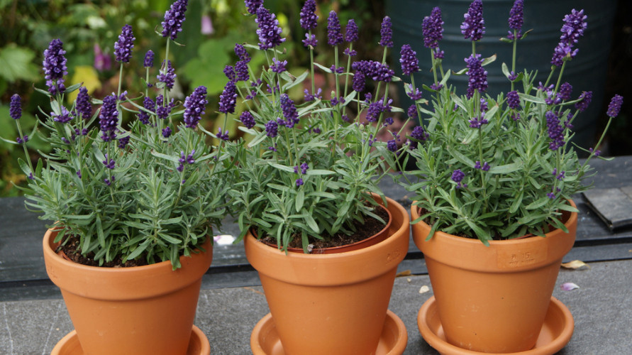 Detail Cara Menanam Lavender Di Dalam Rumah Nomer 25