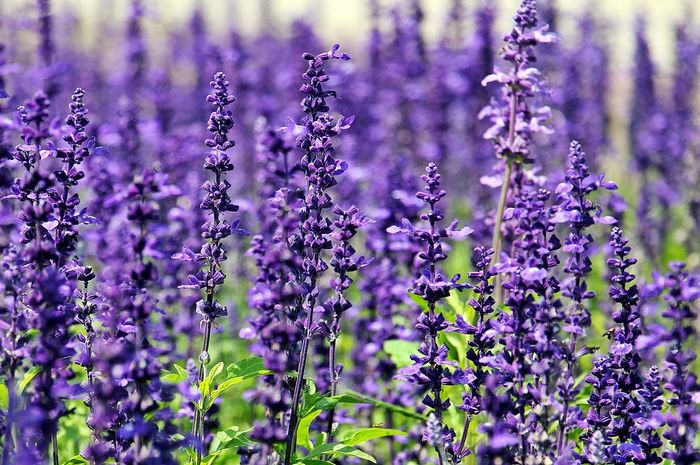 Detail Cara Menanam Lavender Di Dalam Rumah Nomer 26