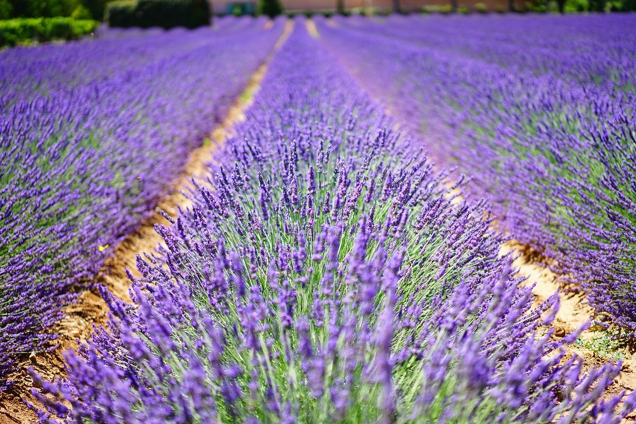 Detail Cara Menanam Lavender Di Dalam Rumah Nomer 28