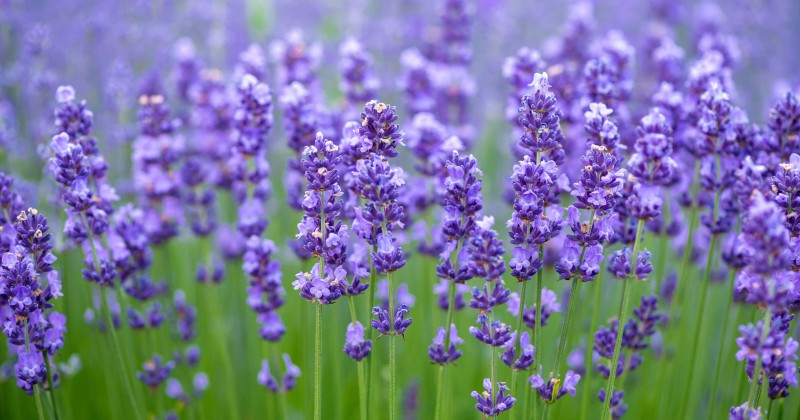 Detail Cara Menanam Lavender Di Dalam Rumah Nomer 35