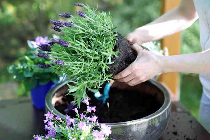 Detail Cara Menanam Lavender Di Dalam Rumah Nomer 5