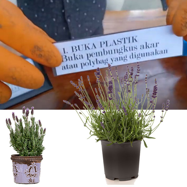 Detail Cara Menanam Lavender Di Dalam Rumah Nomer 47