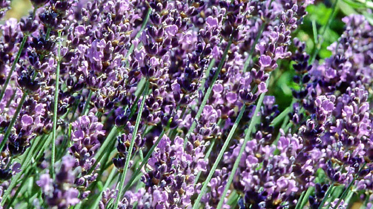 Detail Cara Menanam Lavender Di Dalam Rumah Nomer 51