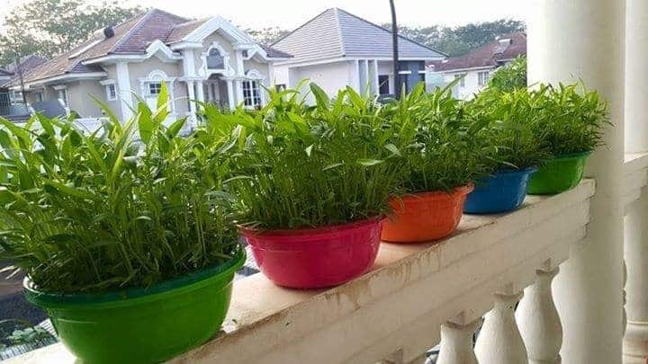 Detail Cara Menanam Sayur Organik Di Halaman Rumah Nomer 22