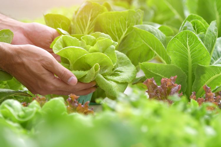 Detail Cara Menanam Sayur Organik Di Halaman Rumah Nomer 41